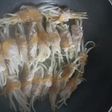 豚肉のもやし巻き おろし大根あえ