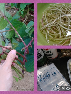 サツマイモ茎(芋ずる)冷凍保存(簡単)-レシピのメイン写真