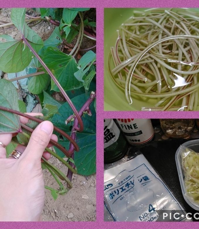 サツマイモ茎(芋ずる)冷凍保存(簡単)-レシピのメイン写真