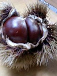 栗ごはん-レシピのメイン写真