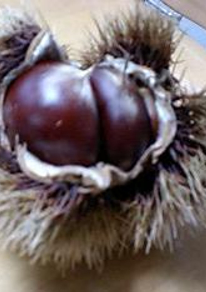 栗ごはん-レシピのメイン写真