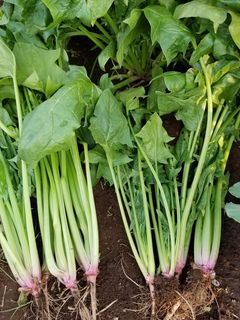 ほうれんそう蒸しパン-レシピのメイン写真