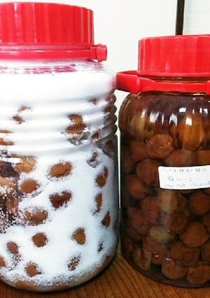 13梅酒の梅の梅ジュース　アルコール含む-レシピのメイン写真