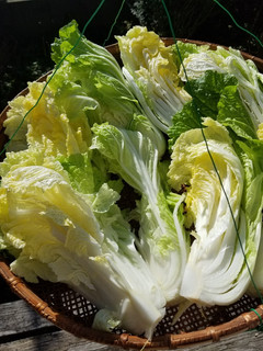 白菜の漬物-レシピのメイン写真