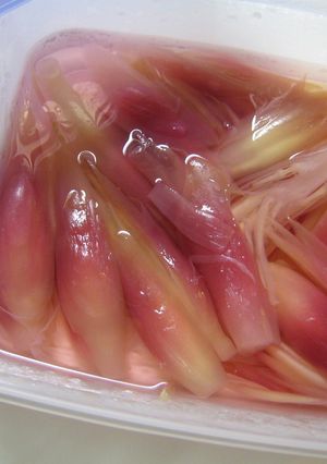 チョー簡単♪ミョウガの甘酢漬け-レシピのメイン写真