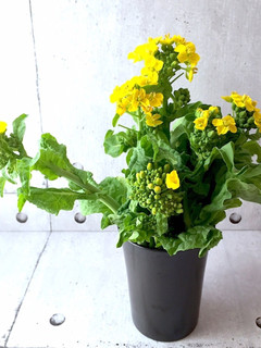 保存のコツ 菜花-レシピのメイン写真