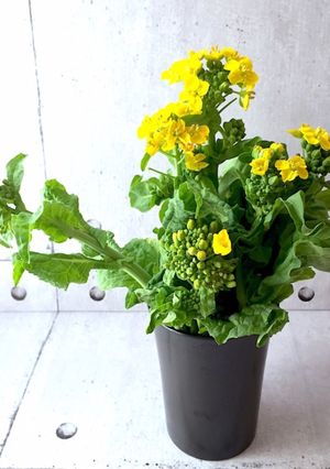 保存のコツ 菜花-レシピのメイン写真