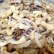 簡単★真珠貝柱炊き込みご飯★圧力鍋