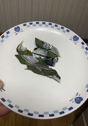 コノシロのカボ酢締め-レシピのメイン写真