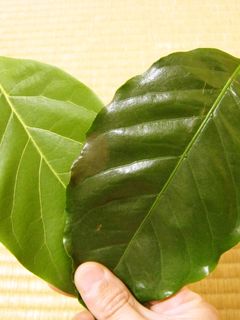 アボカドの葉茶&コーヒーの葉茶-レシピのメイン写真