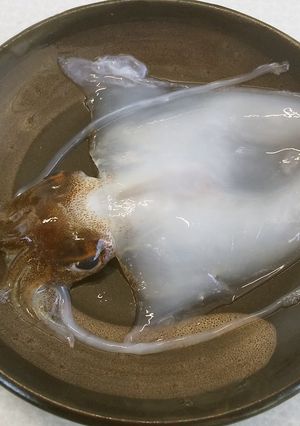 ヒメコウイカの刺身-レシピのメイン写真
