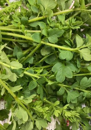 知らん草-レシピのメイン写真