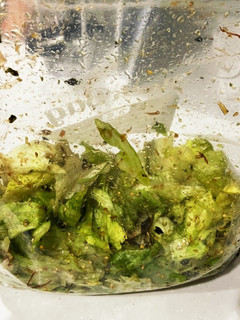 洗い物なし!即席レタスナムル!-レシピのメイン写真