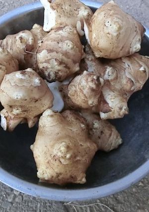 茹で菊芋-レシピのメイン写真