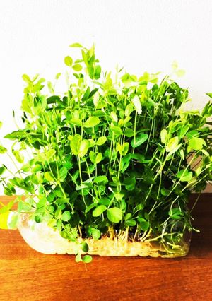 豆苗の育て方-レシピのメイン写真