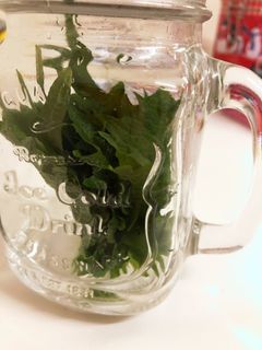 大葉 超長持ち保存法-レシピのメイン写真