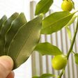 金柑の葉茶