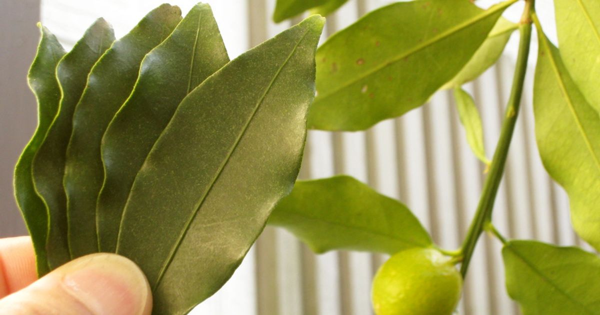 金柑の葉茶 by 1000人 【クックパッド】 簡単おいしい