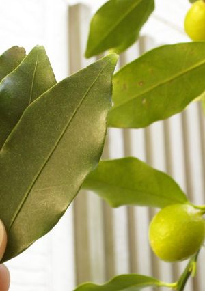 金柑の葉茶-レシピのメイン写真