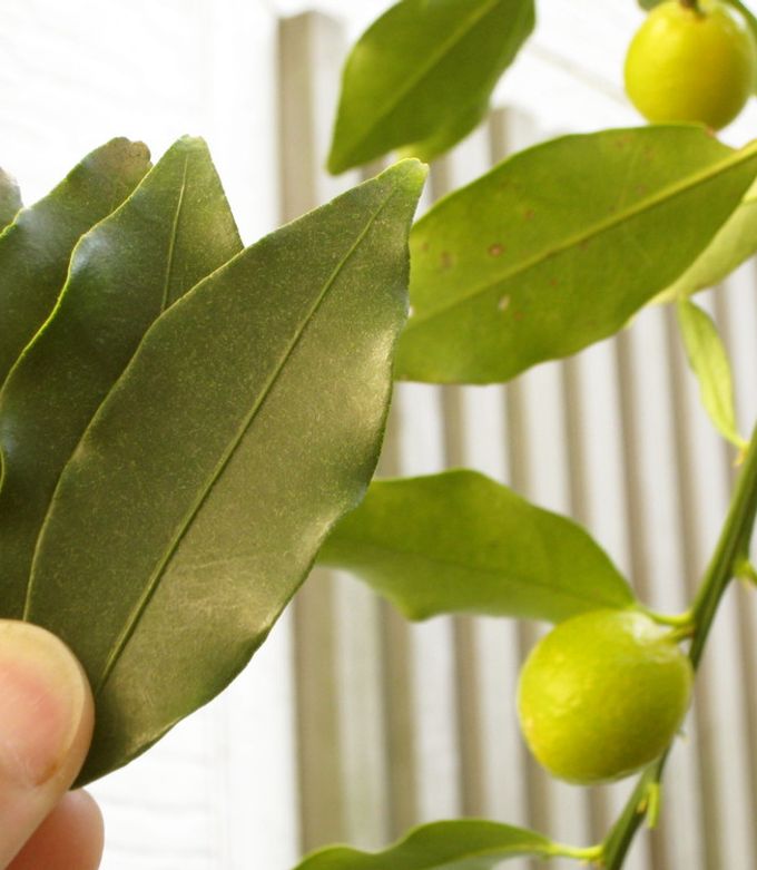 金柑の葉茶 by 1000人 【クックパッド】 簡単おいしいみんなの