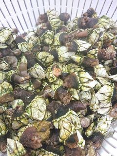 珍しい海の食べ物亀の手の塩茹で(激ウマ)-レシピのメイン写真