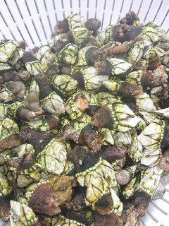 珍しい海の食べ物亀の手の塩茹で(激ウマ)-レシピのメイン写真