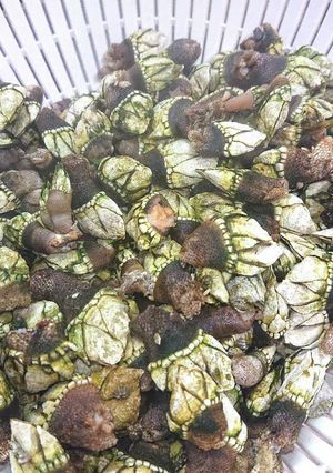 珍しい海の食べ物亀の手の塩茹で（激ウマ）-レシピのメイン写真