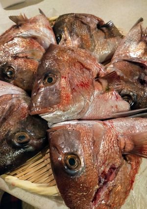 鯛のカブトをしこたま下処理します。-レシピのメイン写真