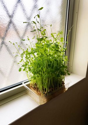 豆苗の成長(1パックで2度おいしい)-レシピのメイン写真