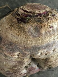 ビーツの下ごしらえ-レシピのメイン写真