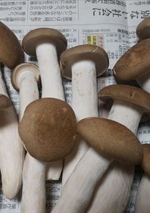 ぶなクイーンの冷凍保存方法・かんたん-レシピのメイン写真