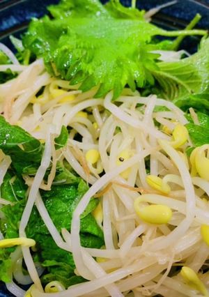 大葉と豆もやしの中華サラダ-レシピのメイン写真