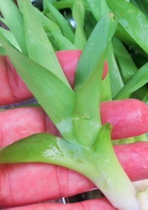 春の野草、下処理~保存-レシピのメイン写真