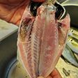 鯵のさばき方(干物作り)