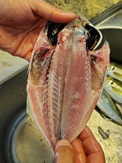 鯵のさばき方(干物作り)-レシピのメイン写真