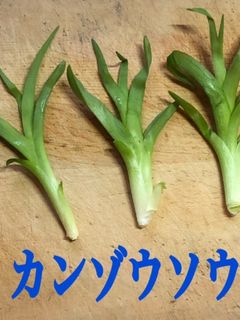 カンゾウソウのお浸し-レシピのメイン写真