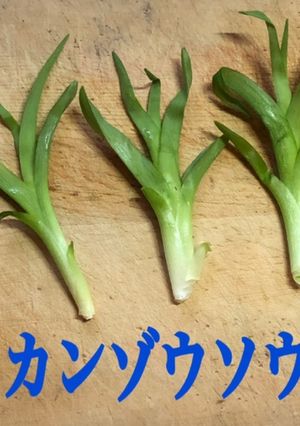 カンゾウソウのお浸し-レシピのメイン写真