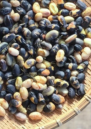 子どものオヤツに。油不使用！簡単！煎り豆-レシピのメイン写真