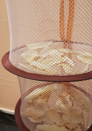 赤菊芋の天日干しチップ-レシピのメイン写真