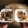 マイタケ茶