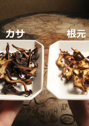 マイタケ茶-レシピのメイン写真