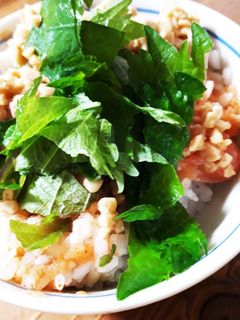 明太子とひきわり納豆のシソのせご飯-レシピのメイン写真