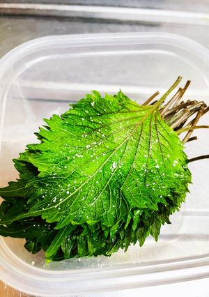 大葉　青紫蘇　塩漬け-レシピのメイン写真