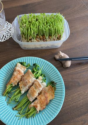 豆苗ちゃん-レシピのメイン写真