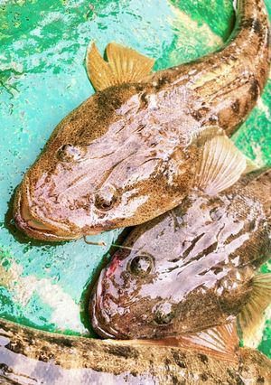 マゴチの捌き方『基本の骨抜き法』-レシピのメイン写真
