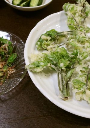山菜の天ぷら（コシアブラ）-レシピのメイン写真