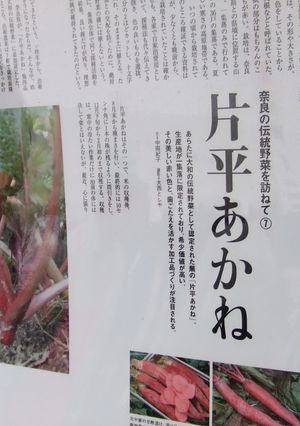 カラフル酢の物☆-レシピのメイン写真