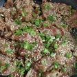 豚コマのパリパリ生姜焼き