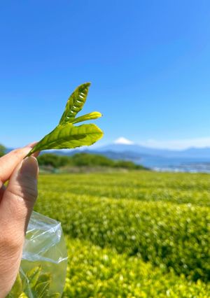 茶摘みのあとは楽しく煎茶作り♪-レシピのメイン写真