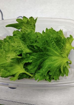 大葉・パセリを新鮮に持たせる方法-レシピのメイン写真